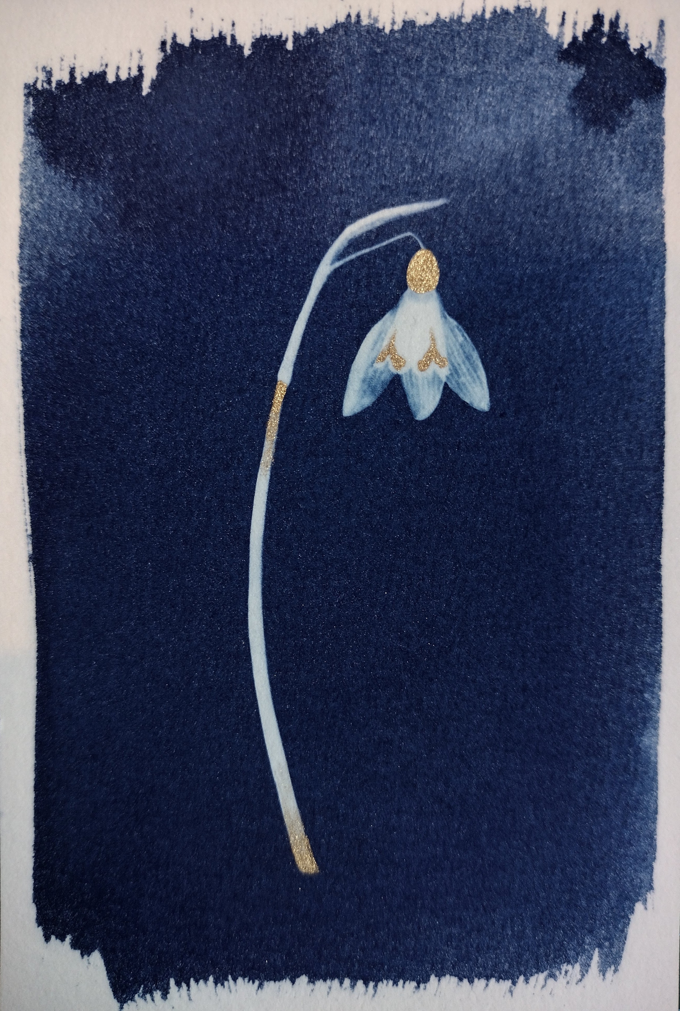 Sophie Cook Snowdrop
